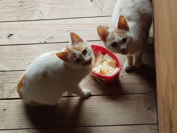 High angle view of cats on wooden table