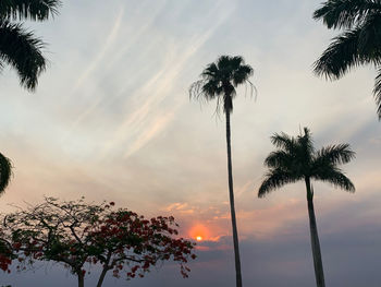 Low angle view of silhouette palm trees against sky