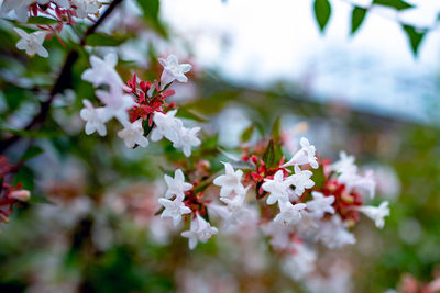 Close-up of cherry blossoms