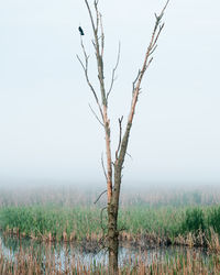 Bare tree on field against sky