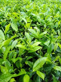 Full frame shot of green leaves