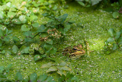 Close-up of frog on plants