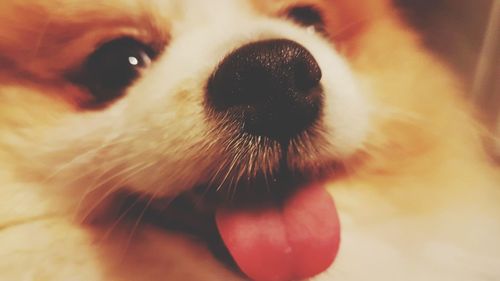 Close-up portrait of dog