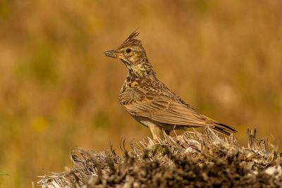 Close-up of bird perching on a plant