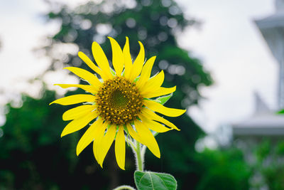 Close-up of yellow sunflower