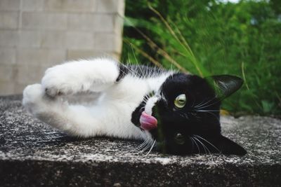 Close-up of a cat lying down