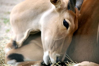 Close-up of cows on field