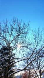 Low angle view of bare tree against clear blue sky