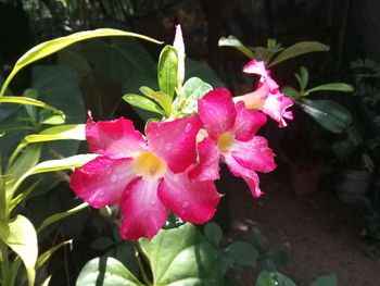 Close-up of pink flowering plant