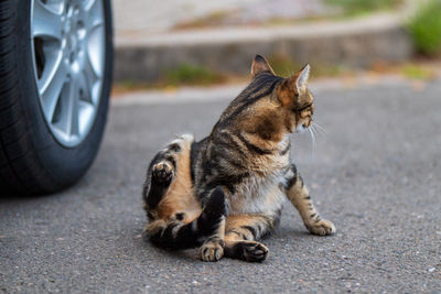 View of a cat on street