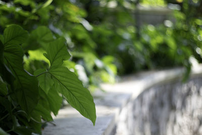 Close-up of leaves against blurred background