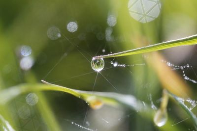 Close-up of water drops on spider web