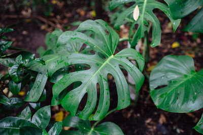 Close-up of wet plant leaves