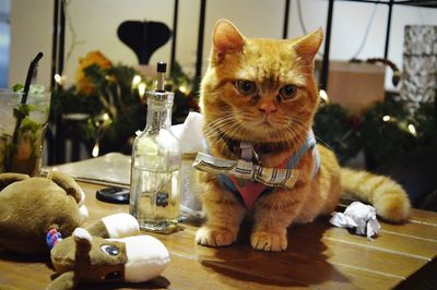 Portrait of cat on table at home