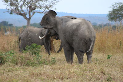 Elephant on landscape