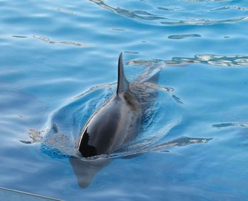 Fish swimming in sea