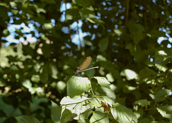 Close-up of insect on plant