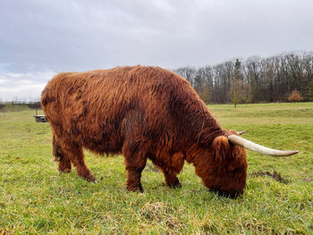 Cow in a field