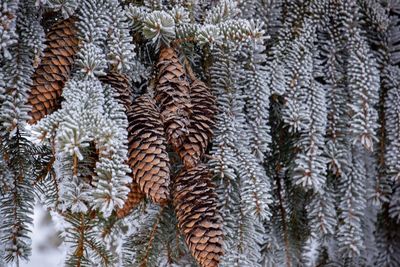 Close-up of pine trees during winter