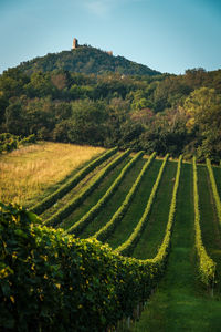 Scenic view of agricultural field against sky