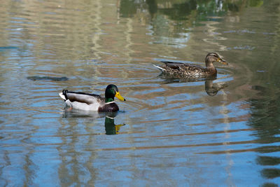 Ducks swimming in lake