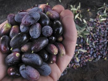 Close-up of hand holding berries