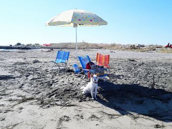 Dog on sandy beach during sunny day