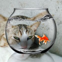 Close-up of a cat in fish