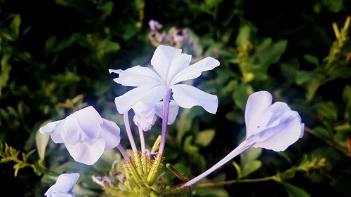 Close-up of white flowers blooming outdoors