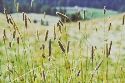 Plants growing on field