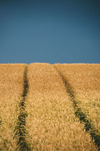 Crops growing on field against clear sky