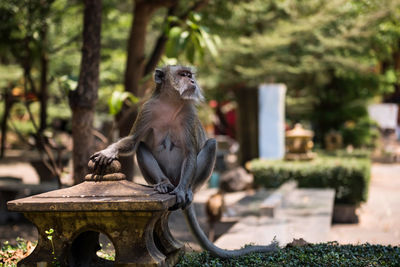 Monkey sitting on table