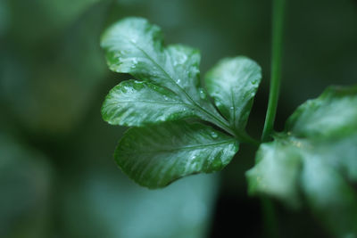 Close-up of wet plant leaves