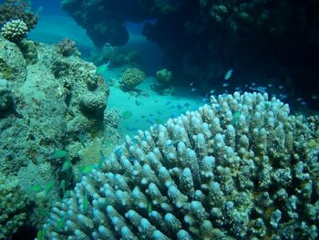 Fish swimming in sea