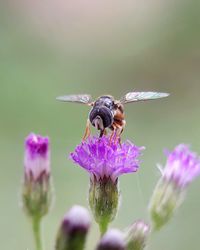 Close-up of insect on purple flower