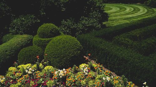 High angle view of plants on landscape