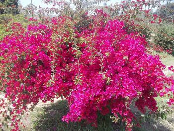 Pink flowers blooming in park