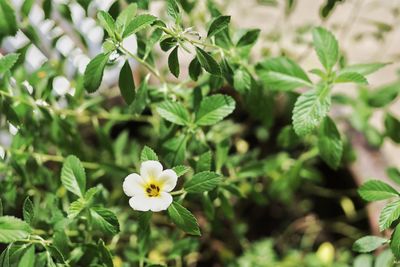 Close-up of white flowering plant