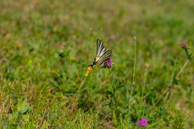 Butterfly on purple flower
