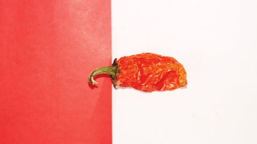 Close-up of red leaf against white background
