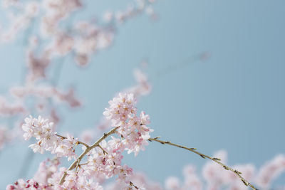 Low angle view of cherry blossoms in spring