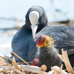 Close-up of bird perching outdoors