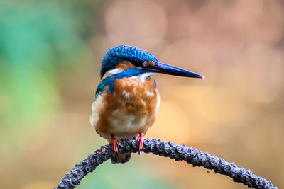 Close-up of bird perching on branch