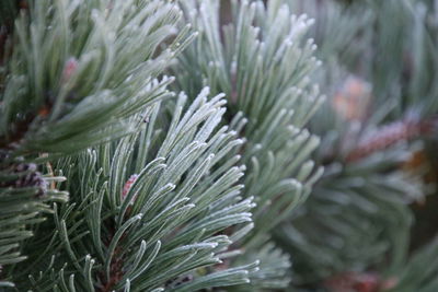 Full frame shot of pine tree