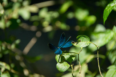 Close-up of butterfly perching on plant