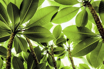 Low angle view of palm tree leaves