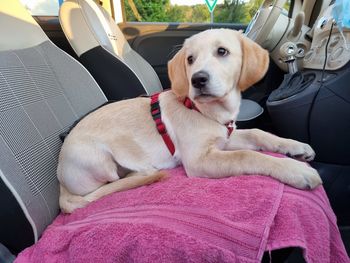 Dog relaxing in car