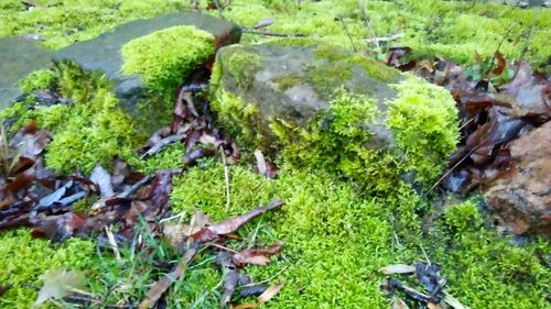 High angle view of plants growing on field