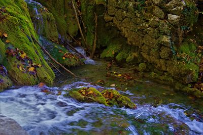 Stream flowing through rocks in forest