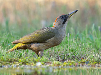 Close-up of a bird perching on a field